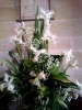 Flowers - white iris